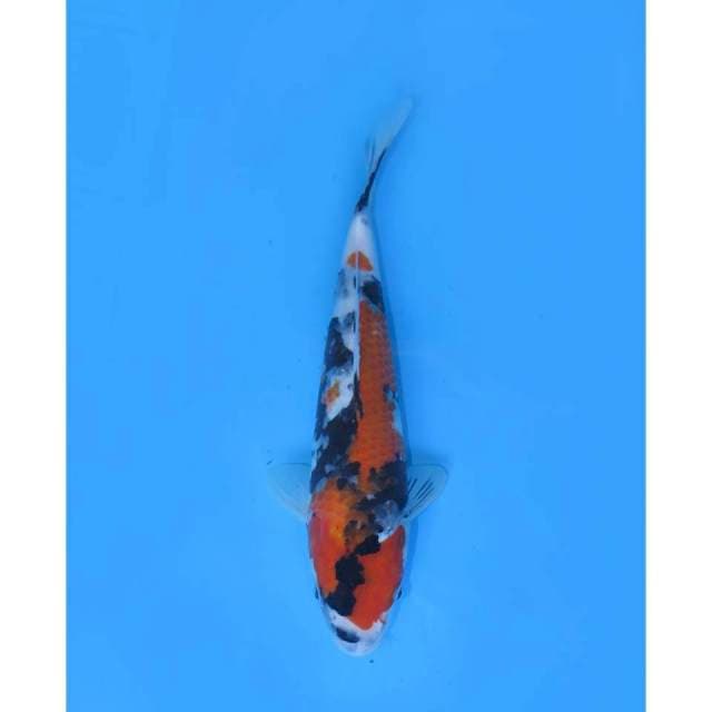 Showa Sanshoku, 24cm