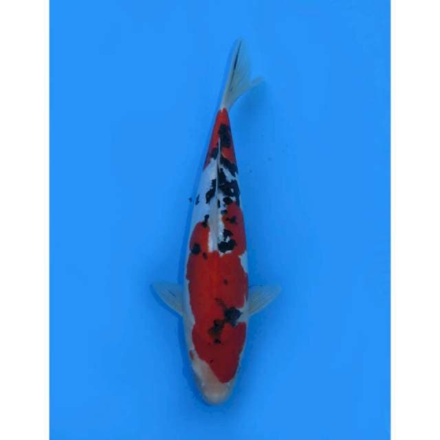 Sanke Doitsu, 33cm