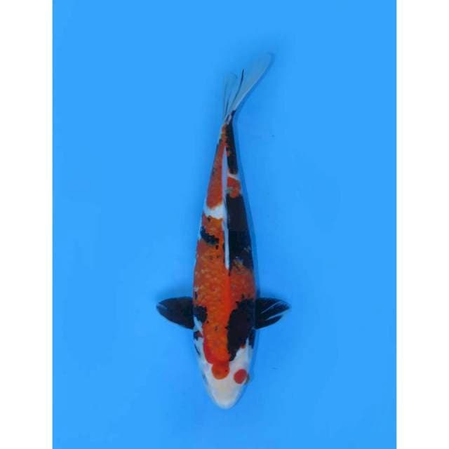 Showa Sanshoku ,36cm