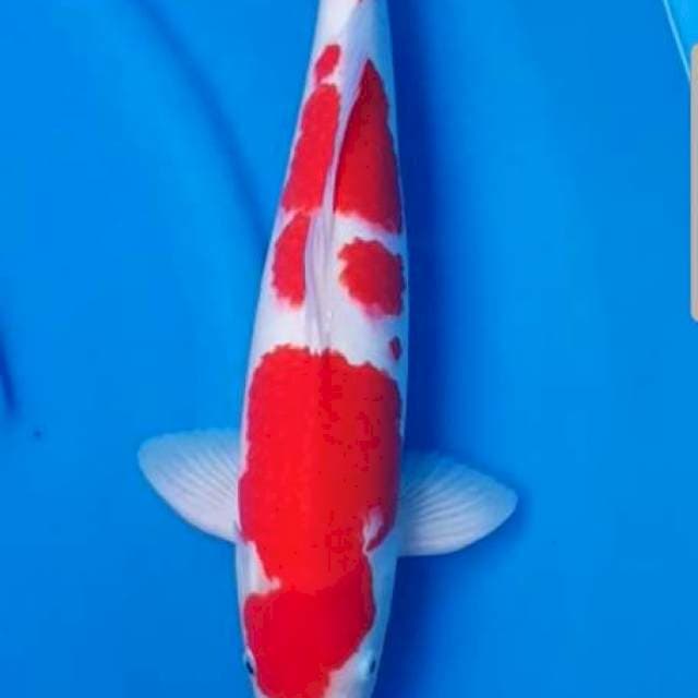 Kohaku original F1