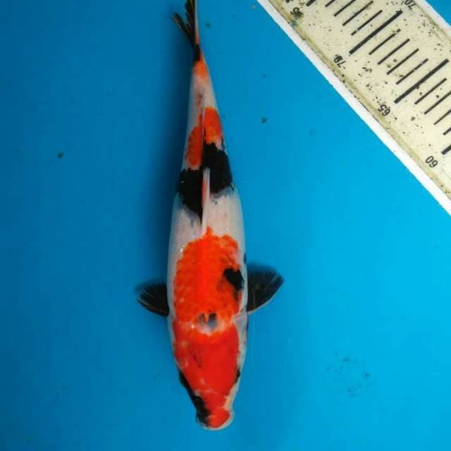 Showa tategoi 31