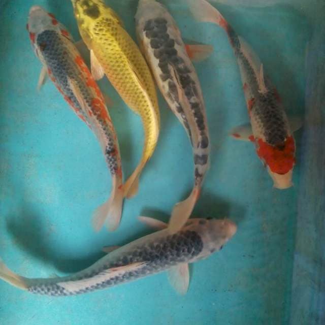 Rame rame 26,27,29,30,30cm