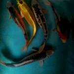 Rame rame 26,27,29,30,30cm