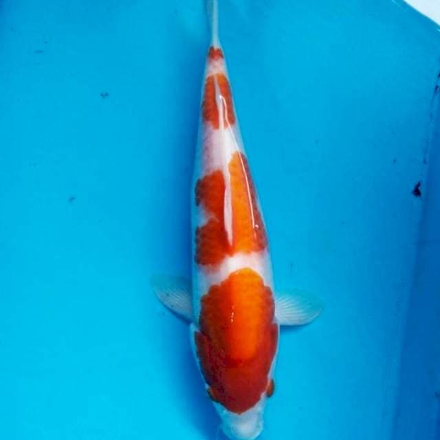Kohaku 