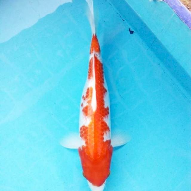 Kohaku gindrin