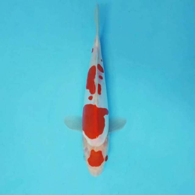 AKARA 8 - MARU KOHAKU DOITSU ®