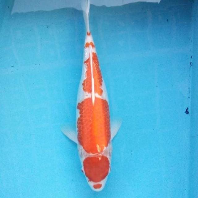 kohaku ginrin