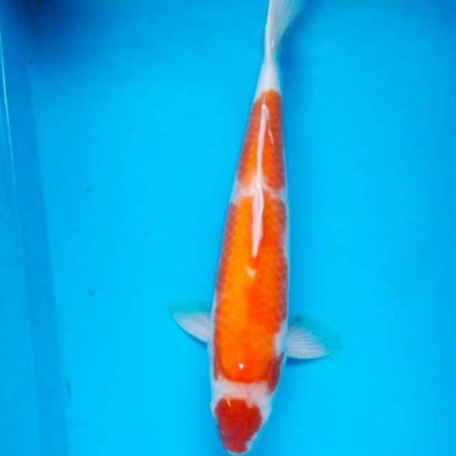 Maruten kohaku 40cm