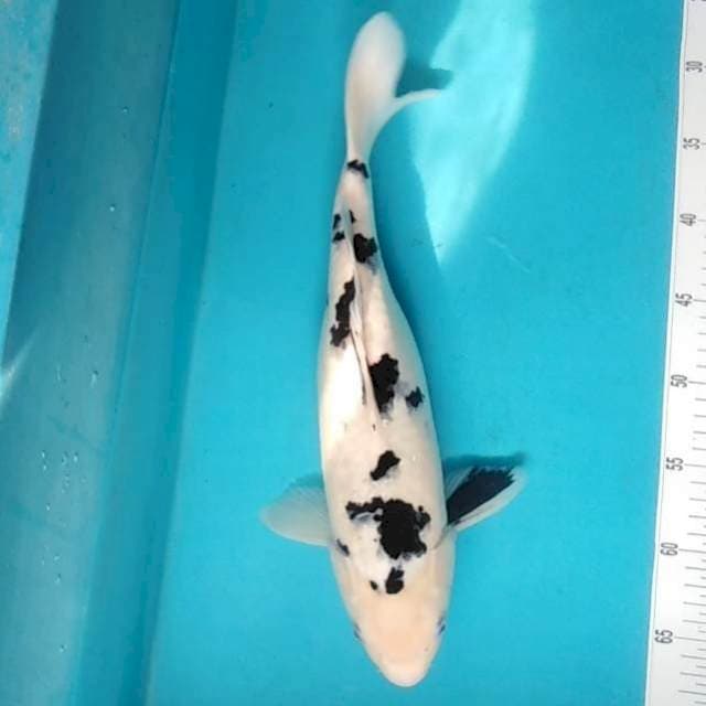 Jumbo Shiro bekko 