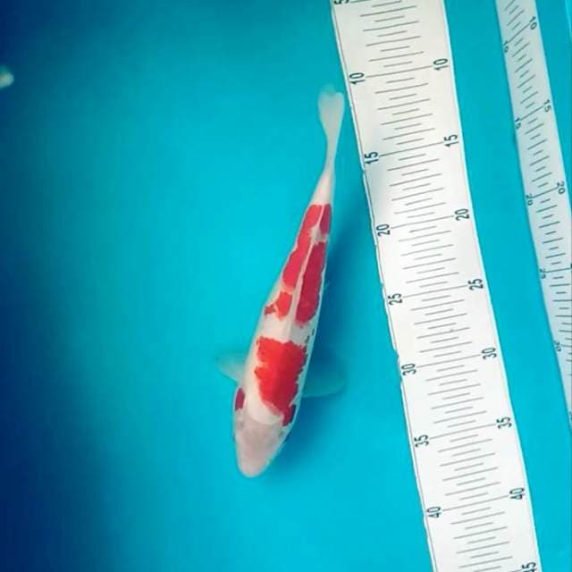 B. Kohaku # 26cm