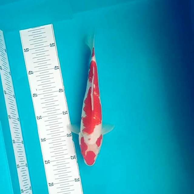 C. Kohaku # 29cm