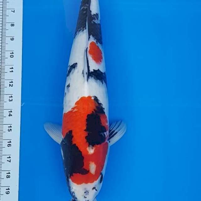 Kindai showa 47cm (Jantan)