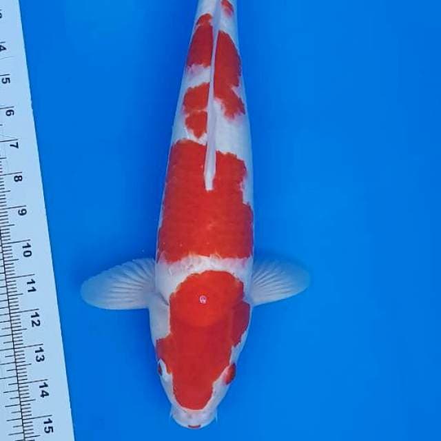 KOHAKU 42CM (JANTAN)