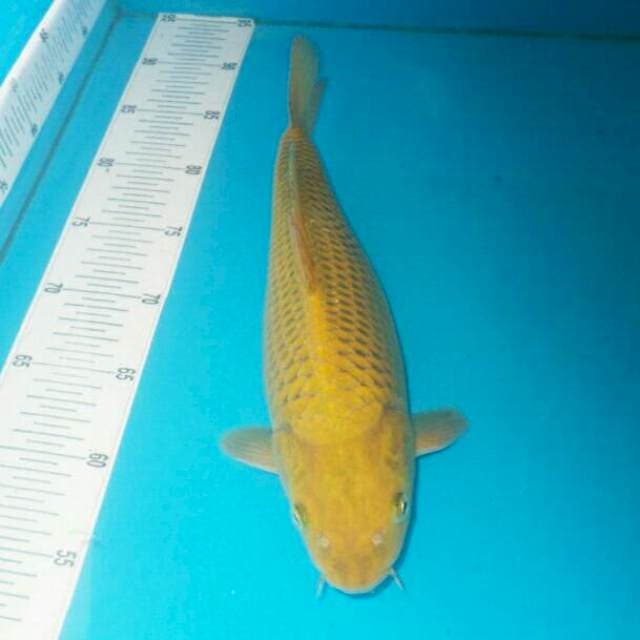 Chagoi 35cm