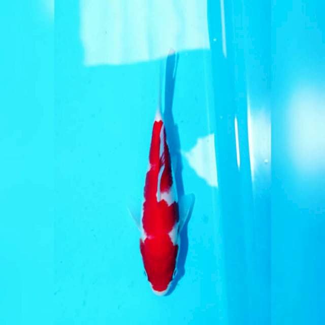 Red kohaku f1