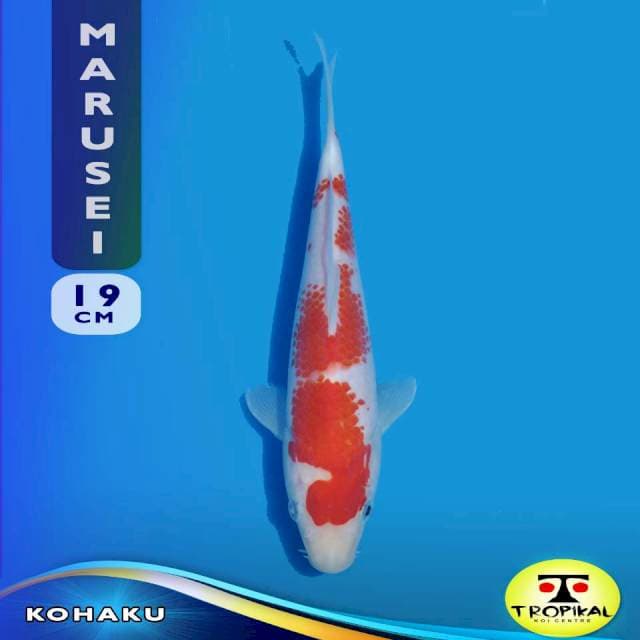 Kohaku (Marusei Farm) 19cm. Import & Breeder Sertifikat