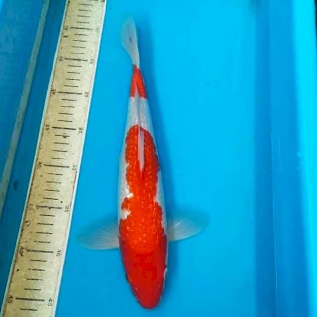 Kohaku full ginrin 35cm
