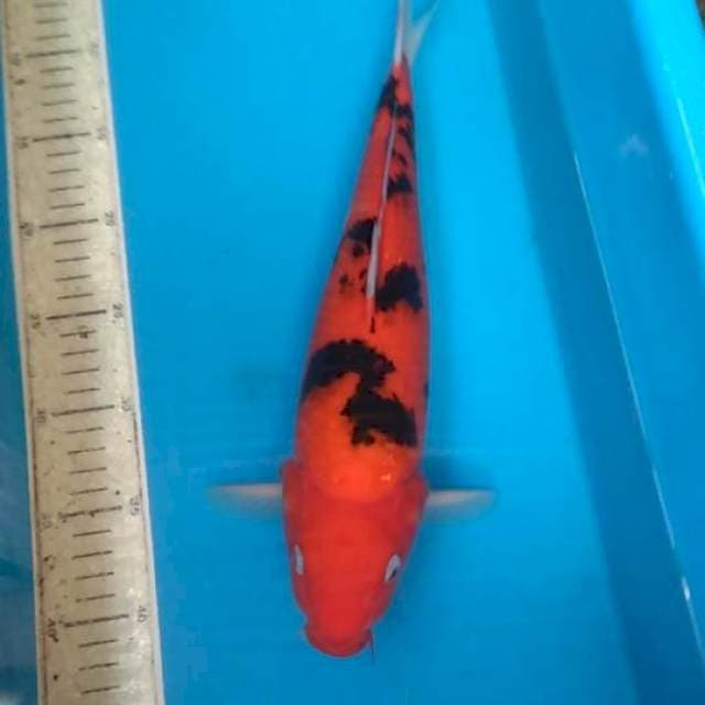Hi showa stong 35cm