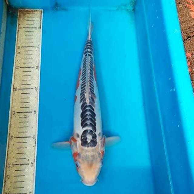 Shusui F1 36cm