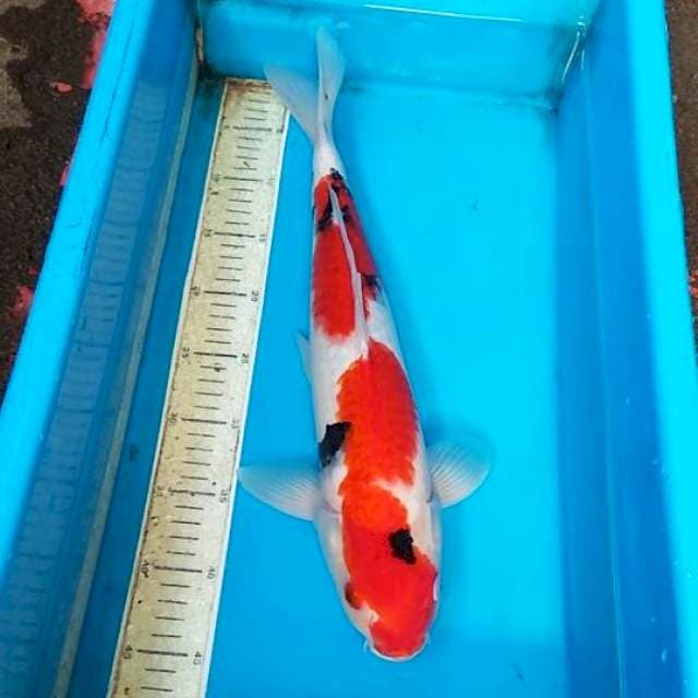 Sanke 46cm