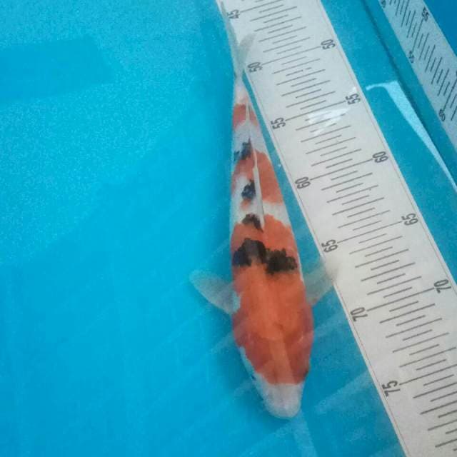 Sanke 30 cm