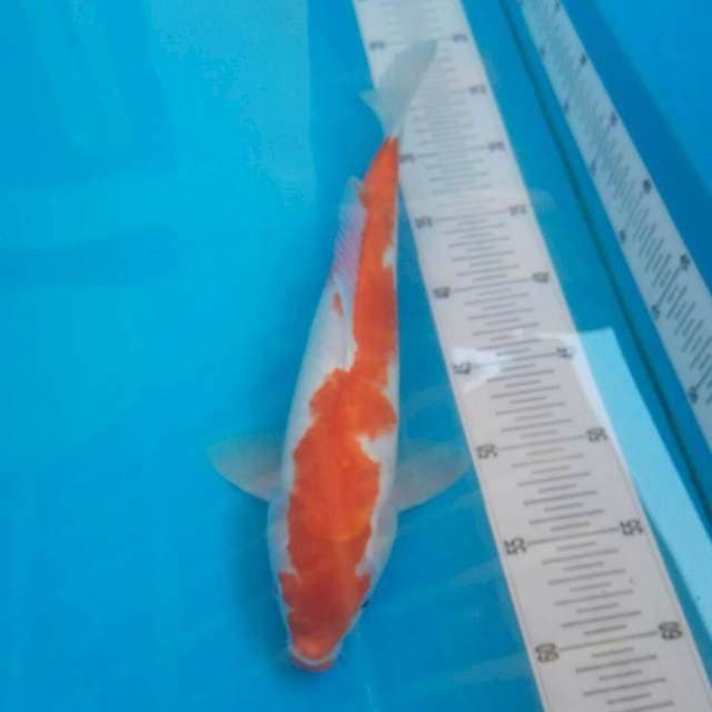 Kohaku 35cm