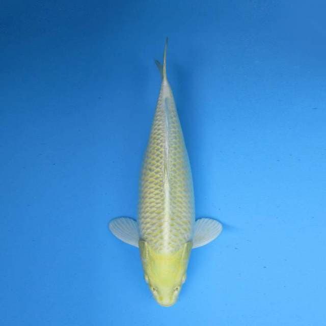 YELLOW OGON JUMBO TOSAI.. BODY PROPOSIONAL