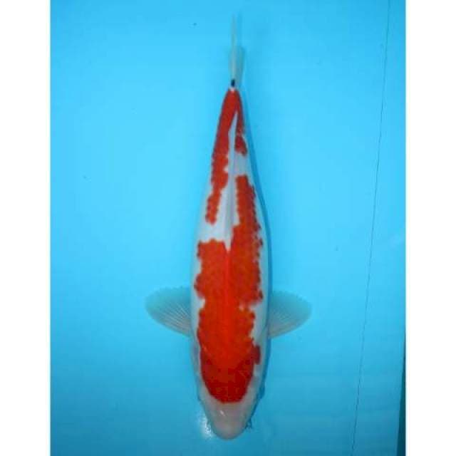 KOHAKU 35 CM FEMALE