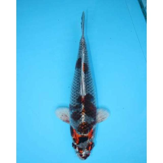 KUJAKU 32 CM FEMALE