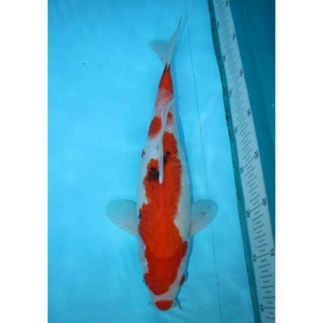 SANKE KUCHIBENI 34 CM FEMALE
