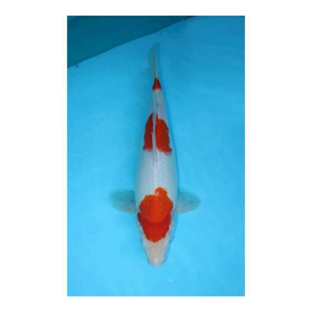 Sandan kohaku