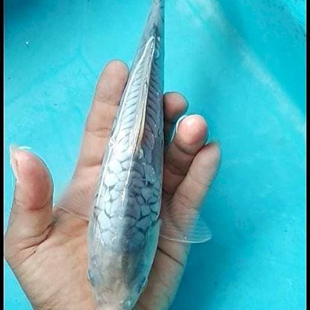 ARAGHOKE SORAGOI telur asin