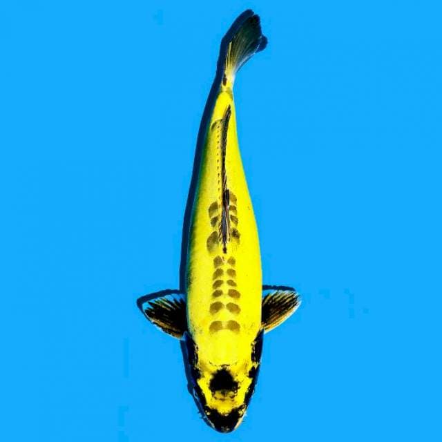 Antik langka..Banana..
