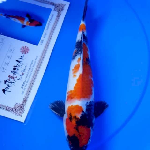 Showa import isa farm