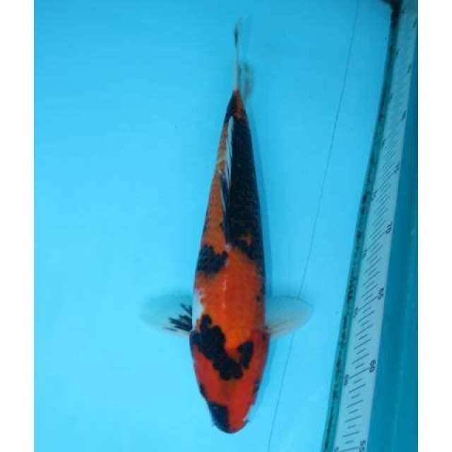 SHOWA 32 CM MALE
