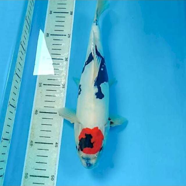 Tancho Showa Doitsu 31 cm