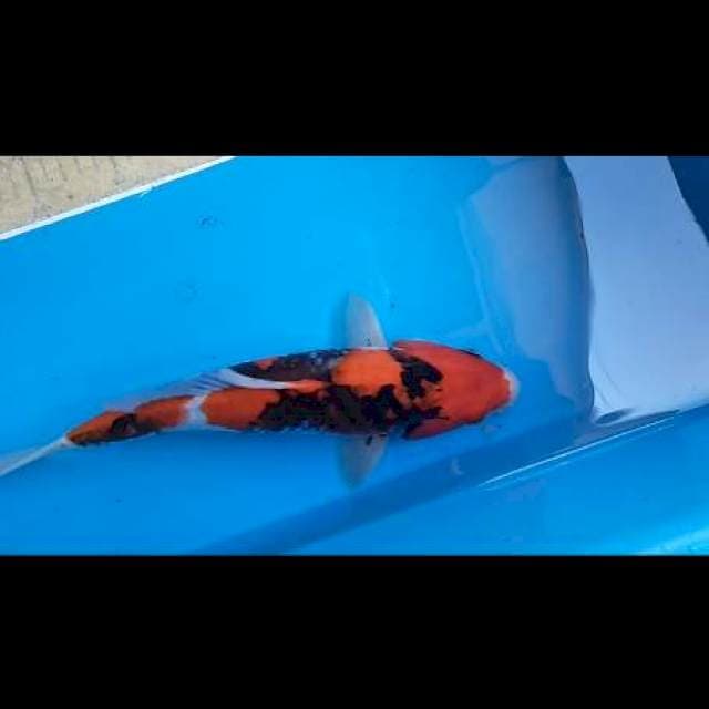 Showa cantik 30 cm E