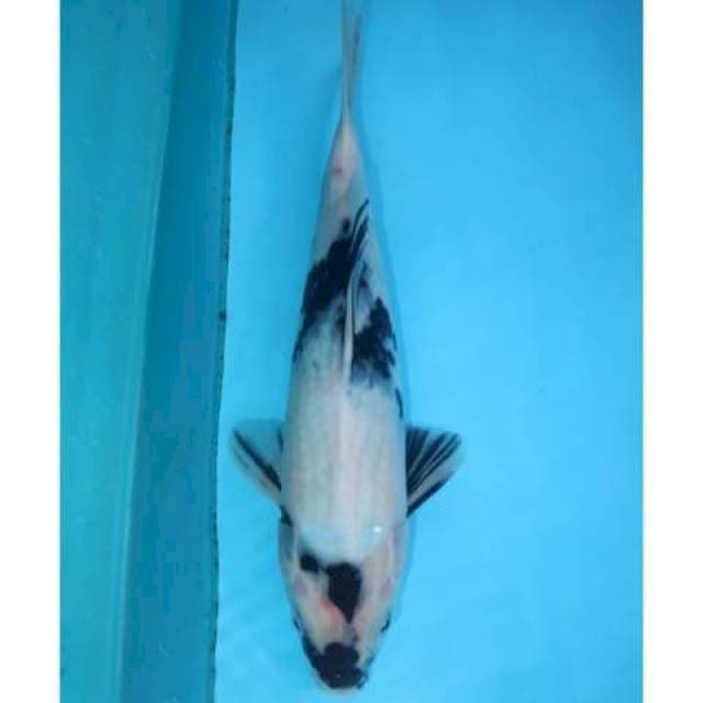 SHIRO 31 CM FEMALE