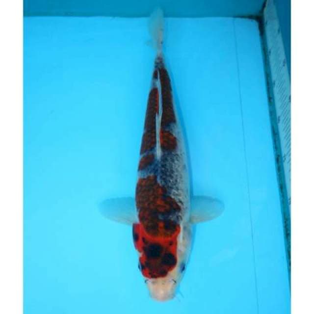 GOSHIKI 35 CM MALE