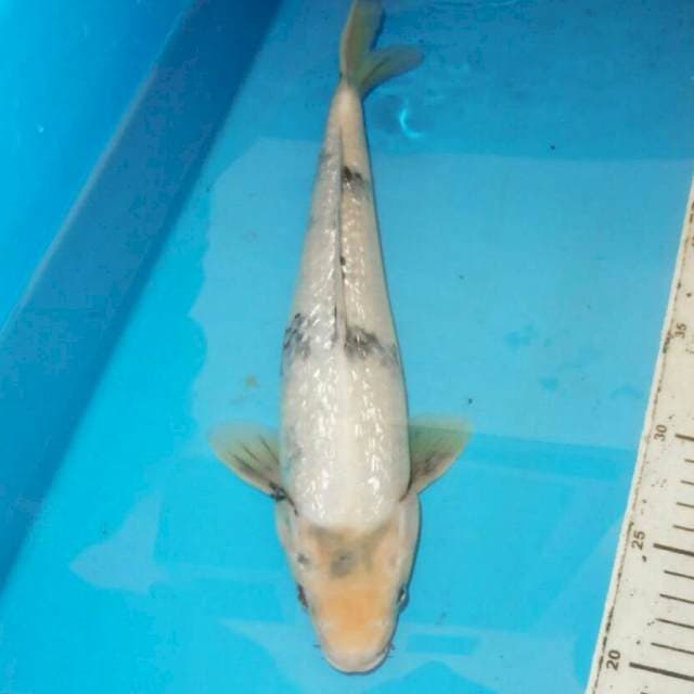 30cm || Shiro ginrin tategoi