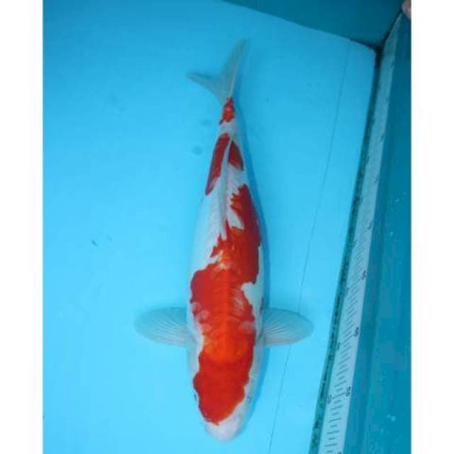 KOHAKU DOITSU 40 CM FEMALE