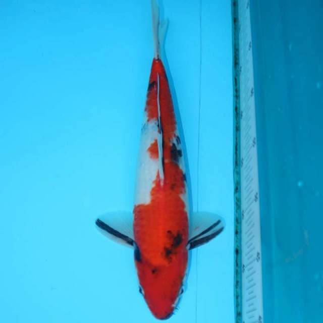 SHOWA 31 CM MALE