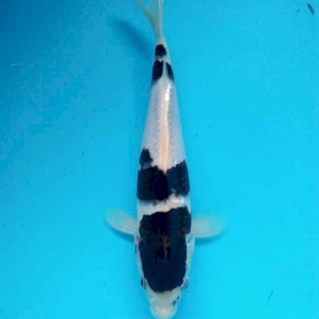 bodho goromo