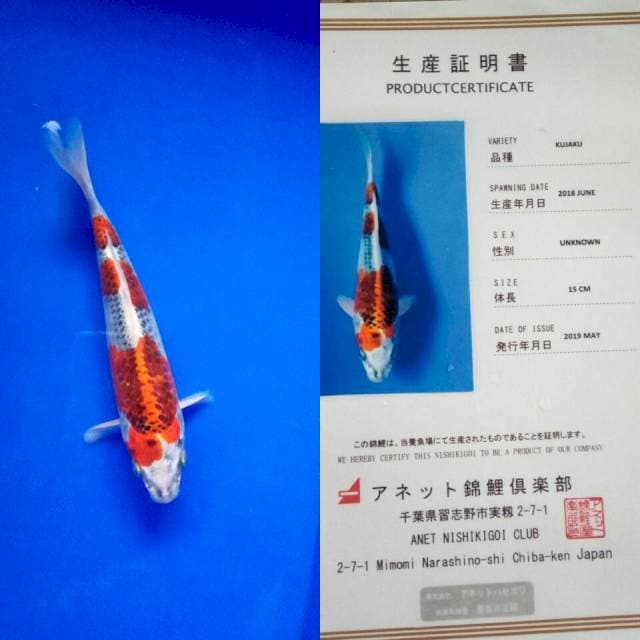 Kujaku import anetto