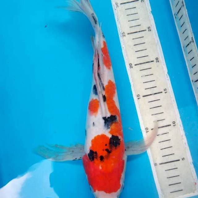 Kumpay sanke 34cm