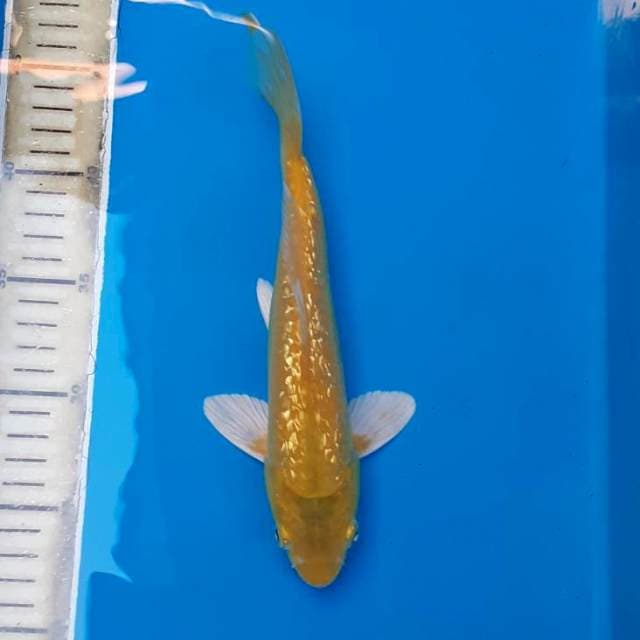 Karasi Ginrin