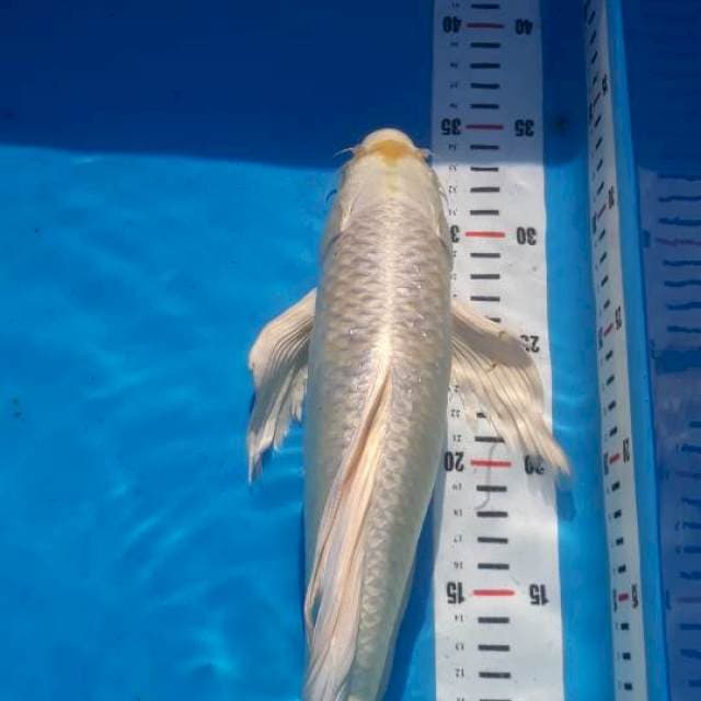 Kumpay 40cm