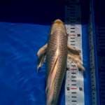 Kumpay 40cm