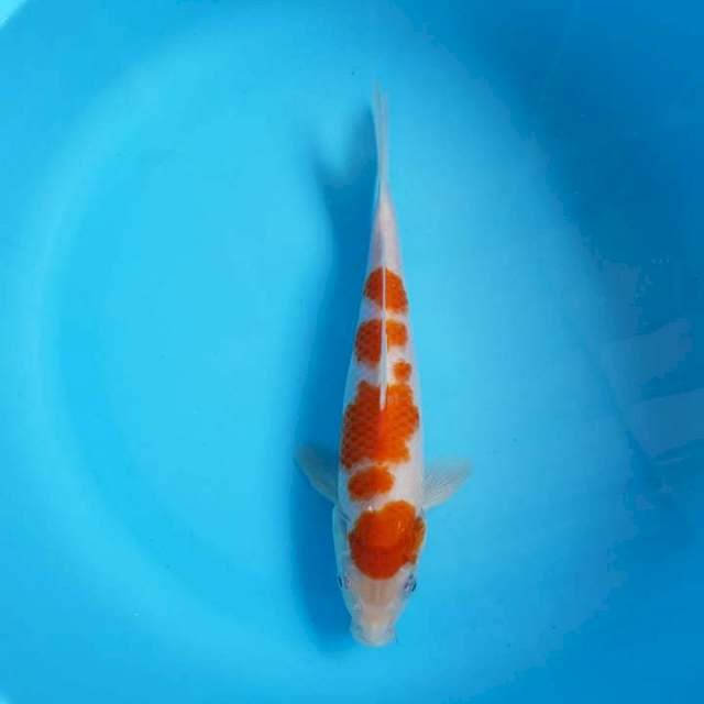 Kohaku 25cm ori
