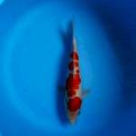 Kohaku 25cm ori